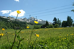 Image of yellow alpine flowers in a meadow with mountains behind